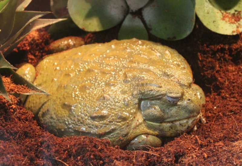 Hoplobatrachus tigerinus