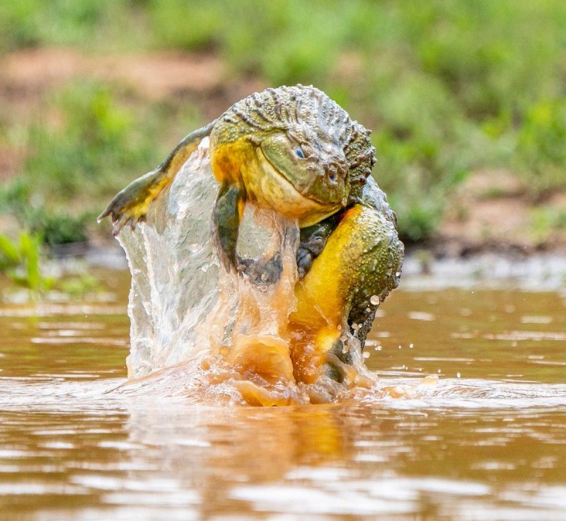 "Pyxicephalus adspersus Африканский водонос"
