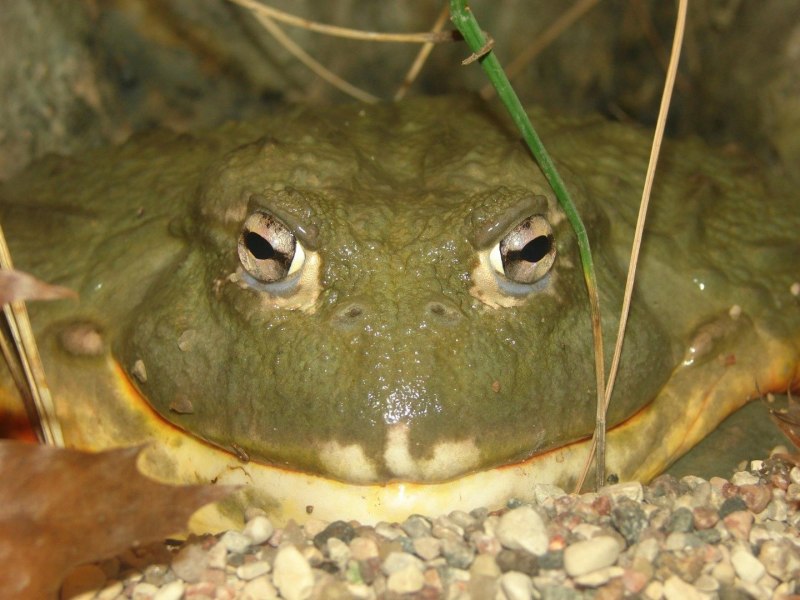 Водонос гигантский (Pyxicephalus adspersus)