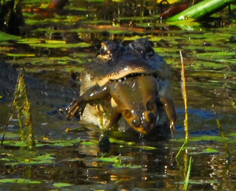 Лягушка-водонос (Pyxicephalus adspersus)