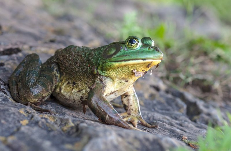Тигровая лягушка Hoplobatrachus tigerinus