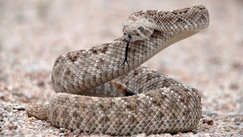 Crotalus viridis