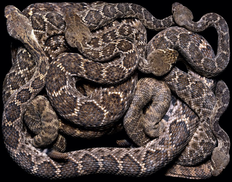 Crotalus Atrox