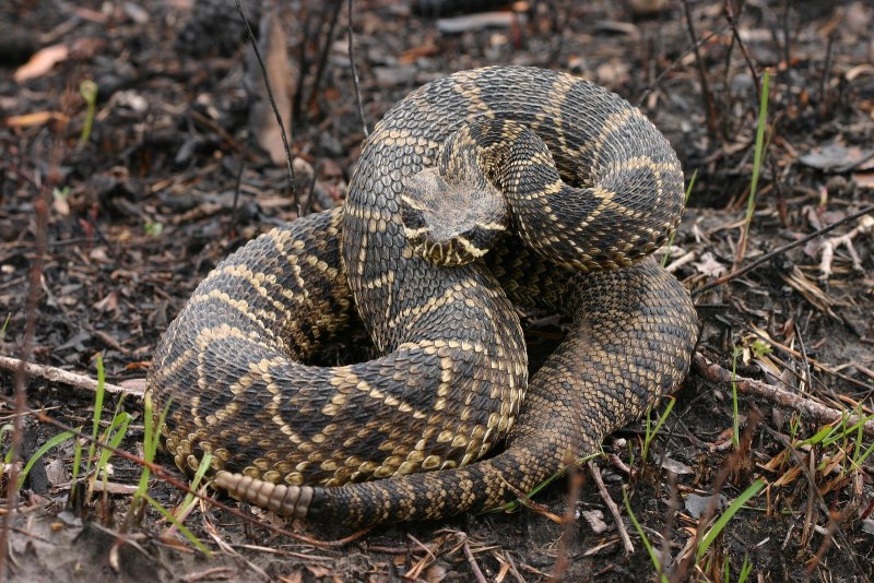 Crotalus adamanteus