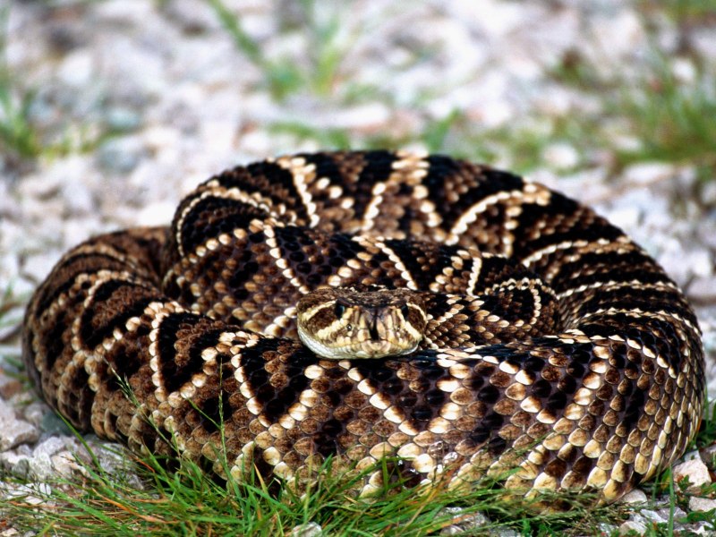 Crotalus adamanteus