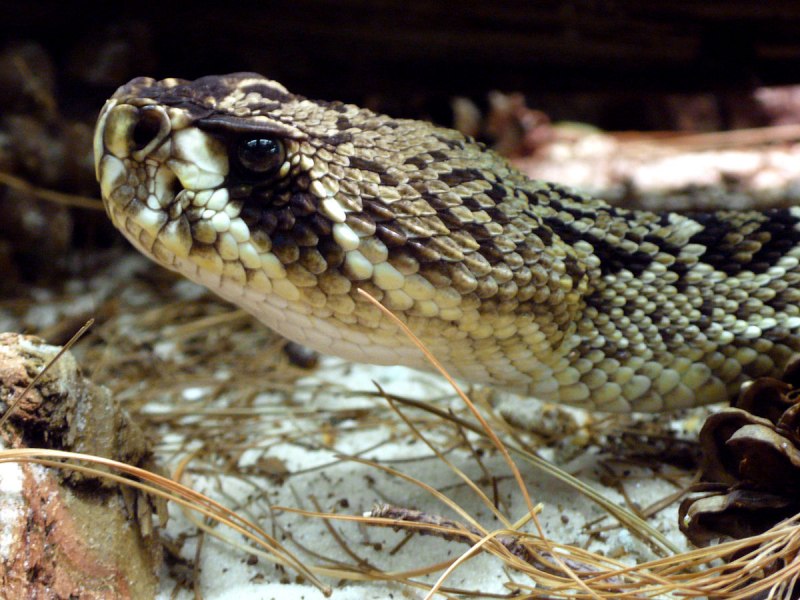 Crotalus adamanteus