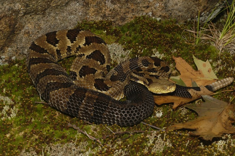 Crotalus simus