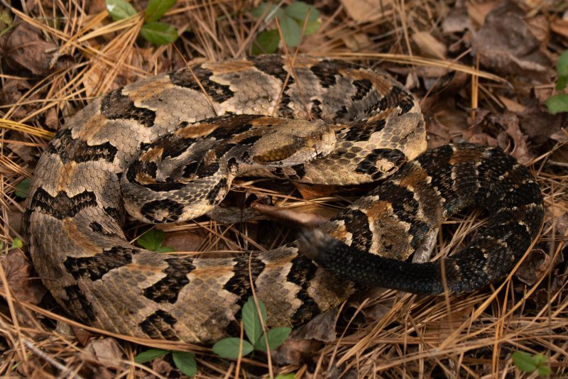 Crotalus durissus