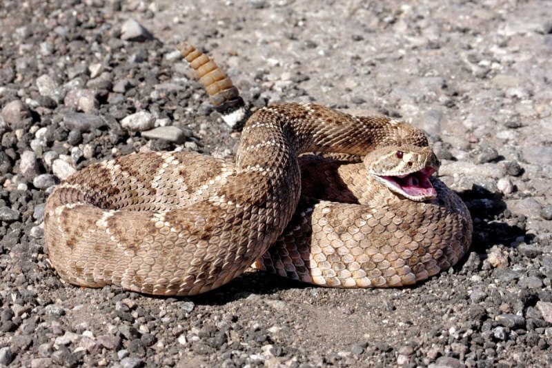 Crotalus durissus