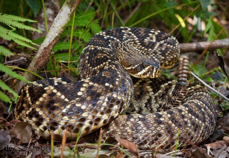 Crotalus adamanteus