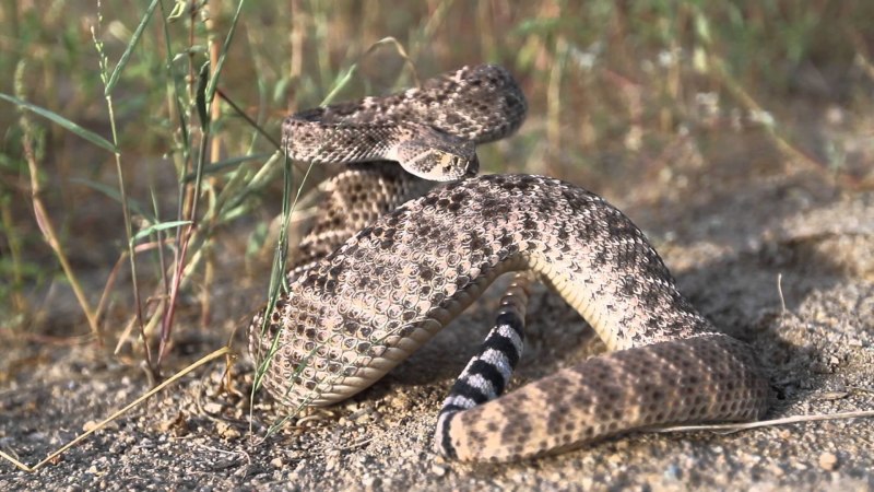 Wallpapers Crotalus cerastes