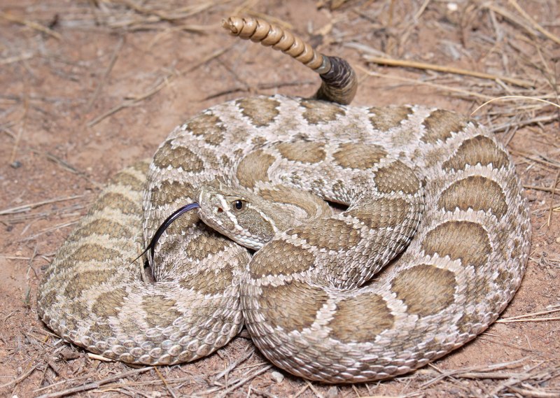 Crotalus Unicolor