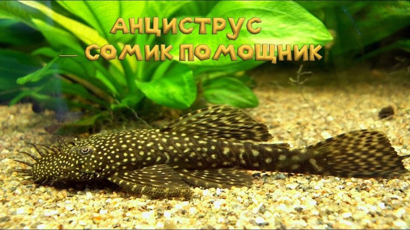 Анциструс (сомик)