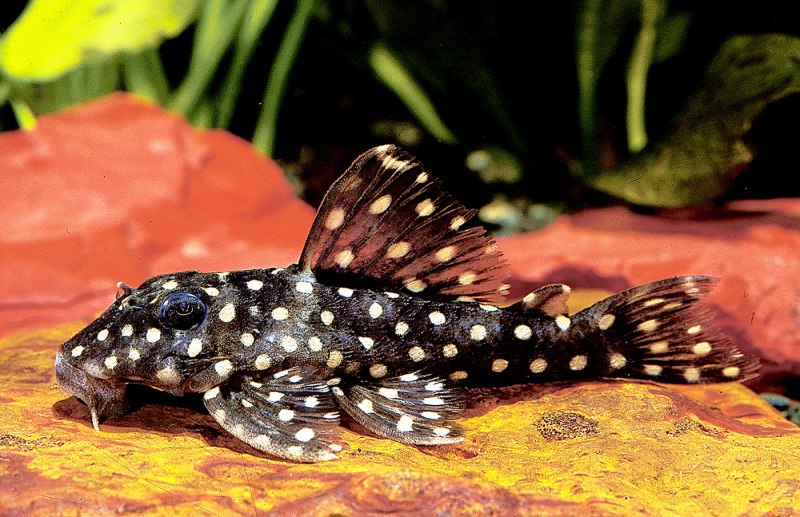L 201 Hypancistrus Inspector