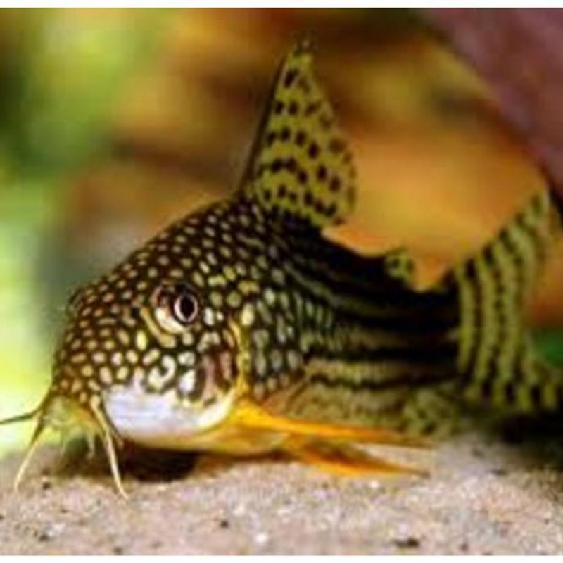 Baryancistrus beggini
