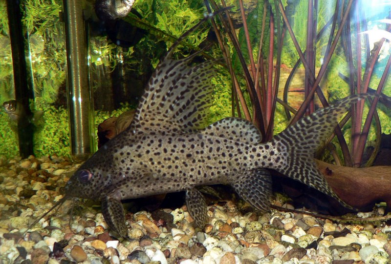 Синодонтис эуптерус (Synodontis eupterus)