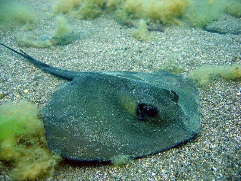 Скат морская лисица