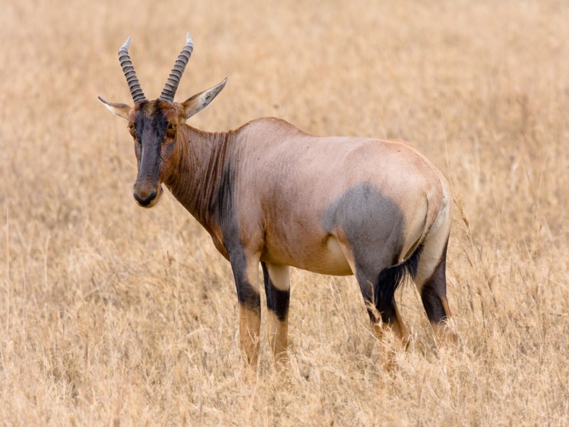 Damaliscus lunatus lunatus