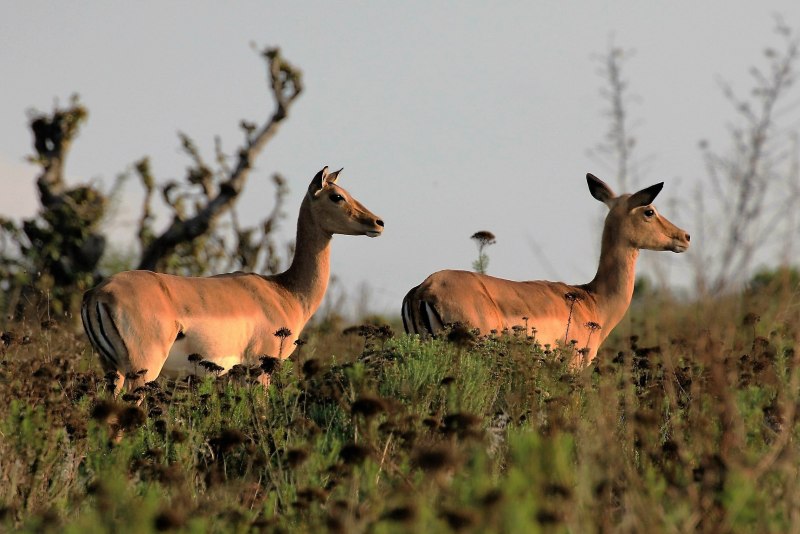 Damaliscus pygargus