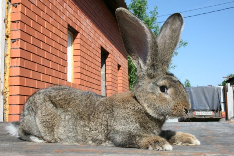 Бельгийский кролик великан (75 фото)