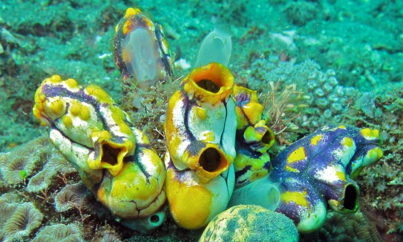 Асцидия polycarpa mytiligera