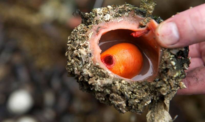 Pyura Chilensis или живой камень