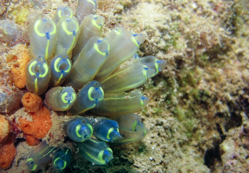 Асцидия пурпурная Halocynthia aurantium