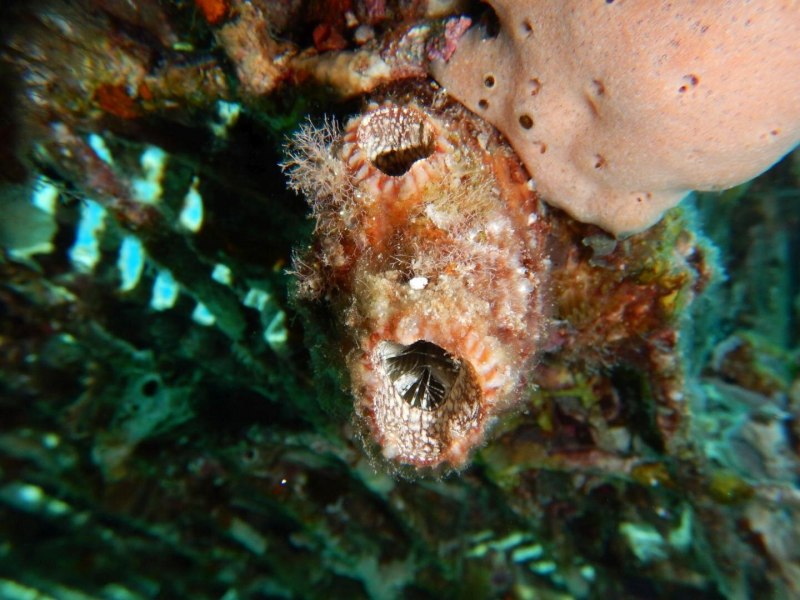 Асцидия polycarpa mytiligera