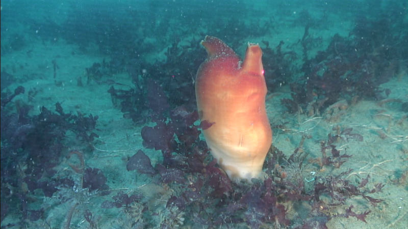 Дальневосточный морской заповедник водоросли