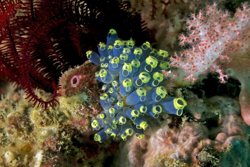 Асцидия polycarpa mytiligera