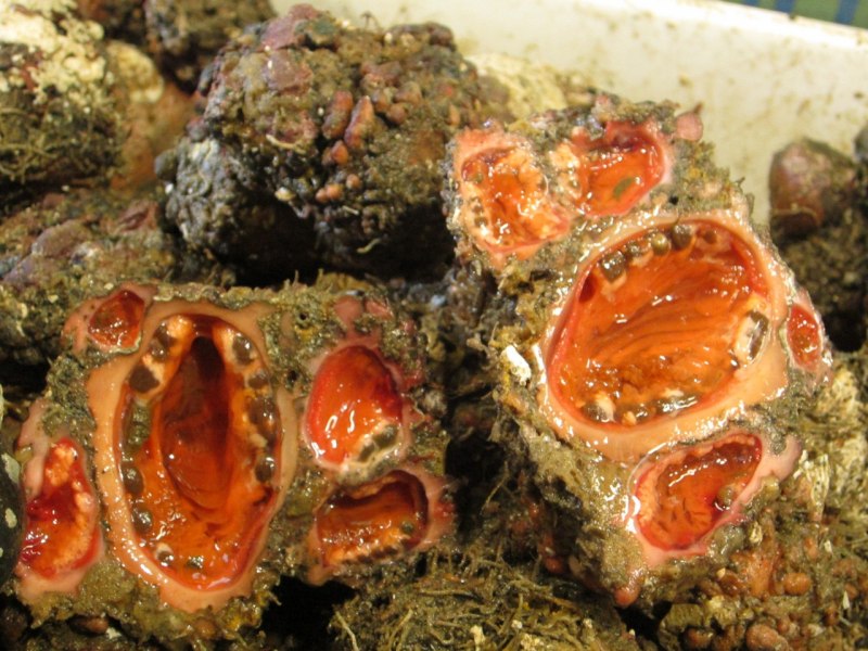 Pyura Chilensis или живой камень