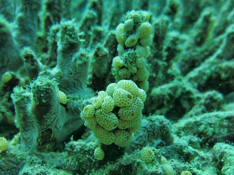 Асцидия polycarpa aurata