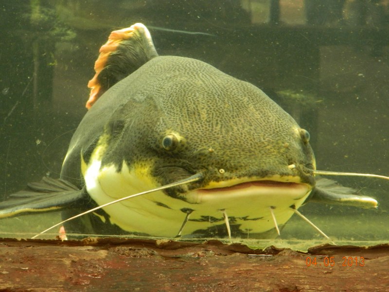 Phractocephalus hemioliopterus