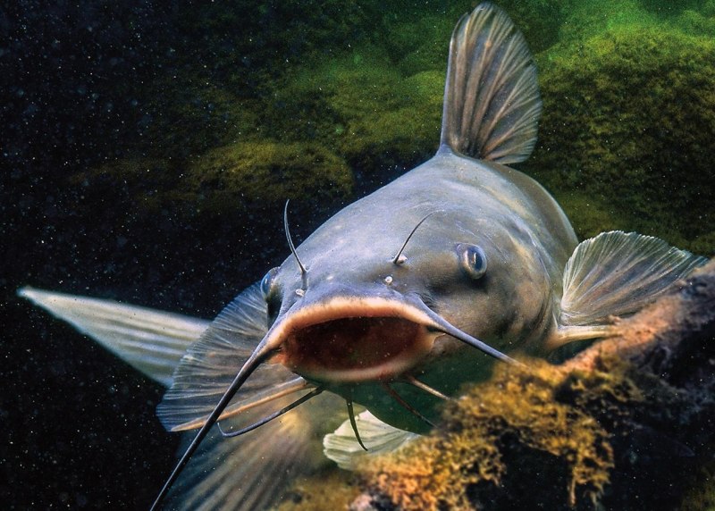 Сом Солдатова Soldatov Catfish