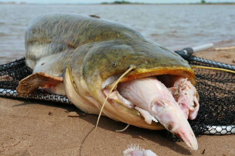 Silurus GLANIS рыба