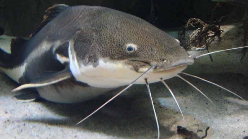 Морской сомик рыба