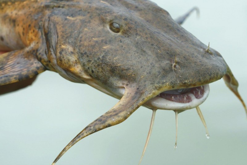 Goonch Catfish