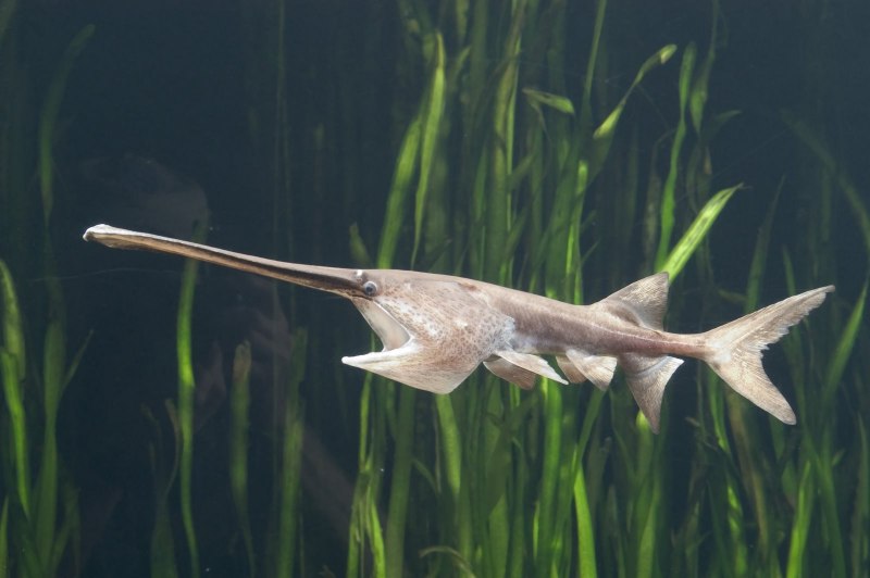 Giant Catfish