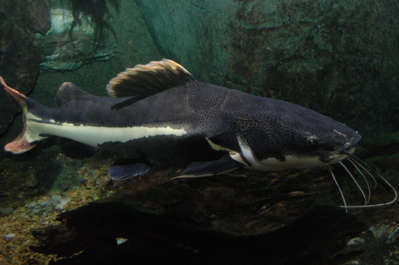 Сом обыкновенный Silurus GLANIS