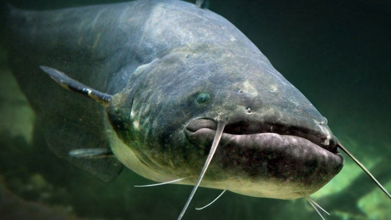 Silurus GLANIS