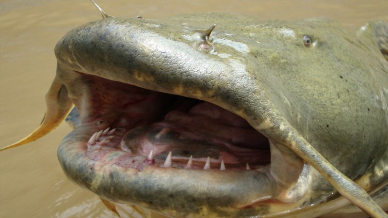 Сом обыкновенный Silurus GLANIS