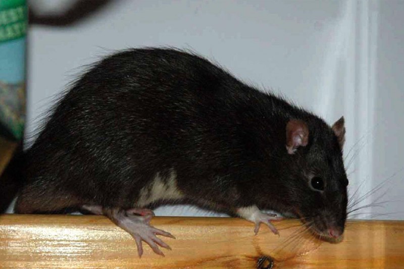 Rattus Rattus чёрная крыса