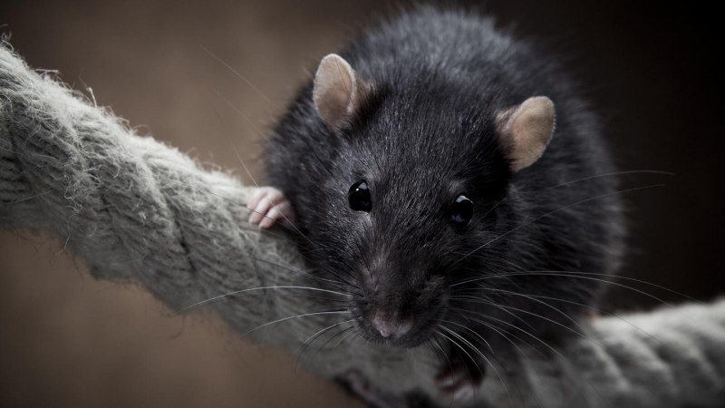 Темная крыса (65 фото)