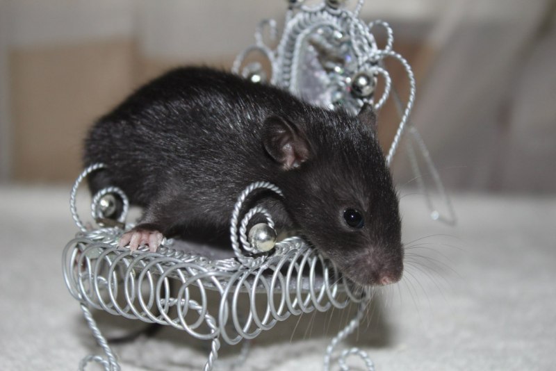 Черная крыса Rattus Rattus Linnaeus