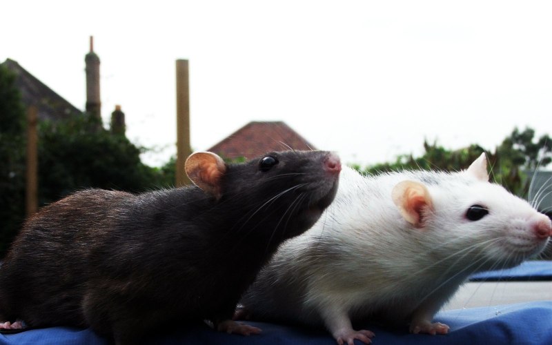 Крыса Rattus Rattus