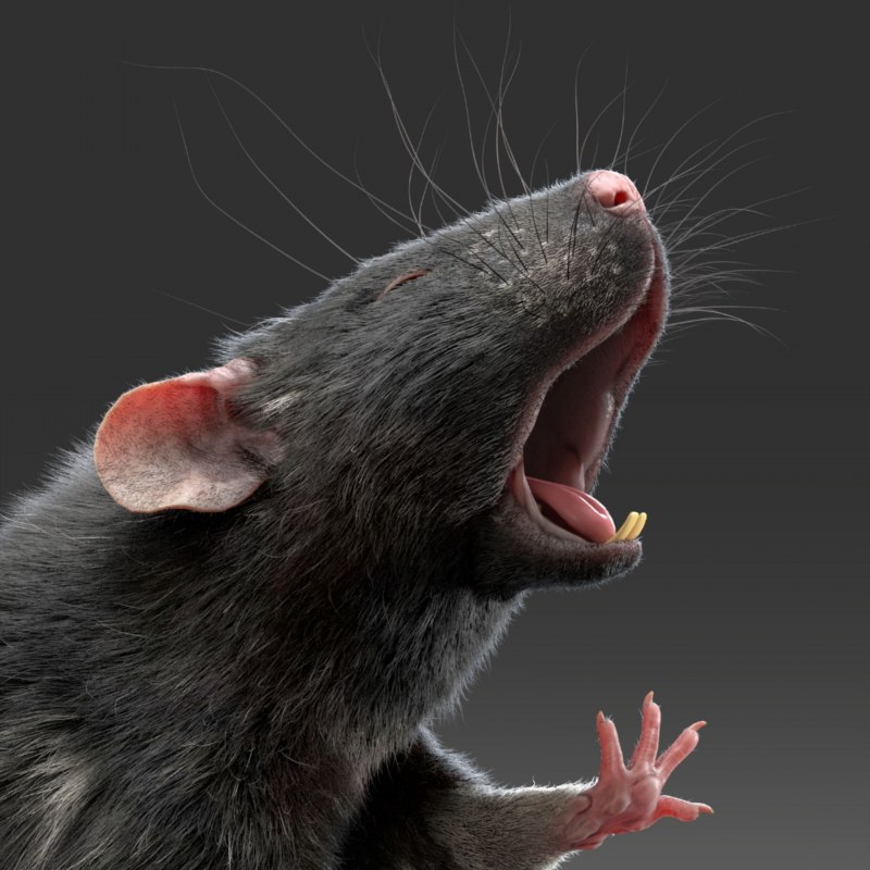 Крыса Rattus Rattus