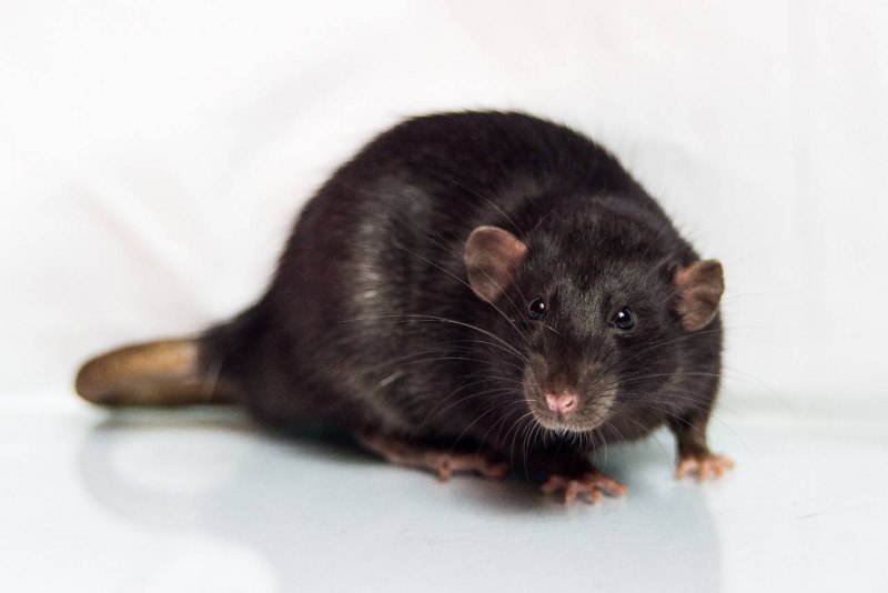 Rattus Rattus чёрная крыса