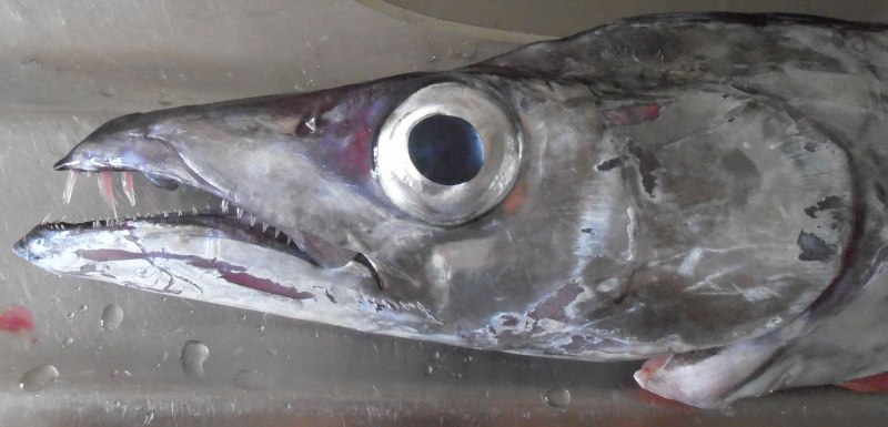 Lepidopus caudatus