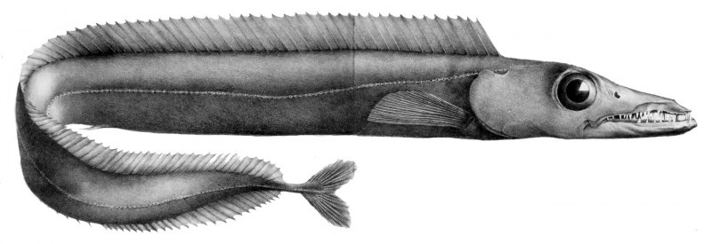 Aphanopus Carbo