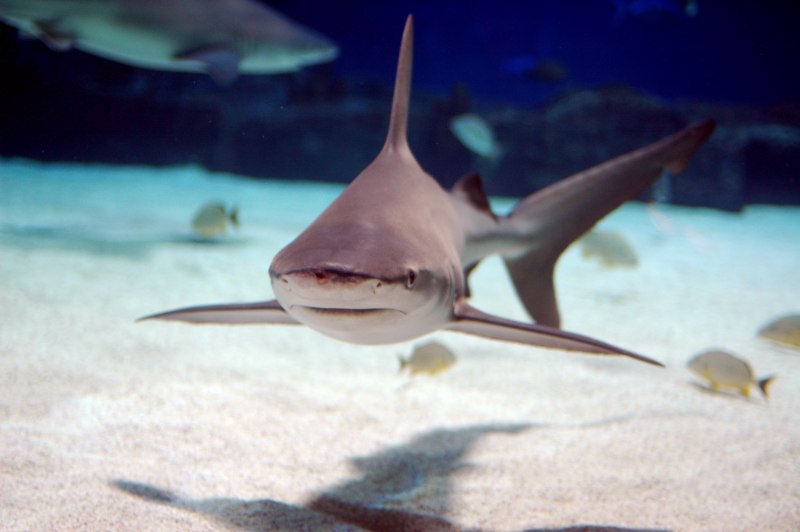 Sphyrna lewini